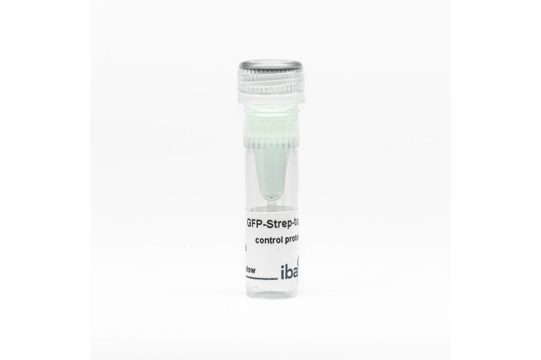 GFP-Strep-tag control protein
