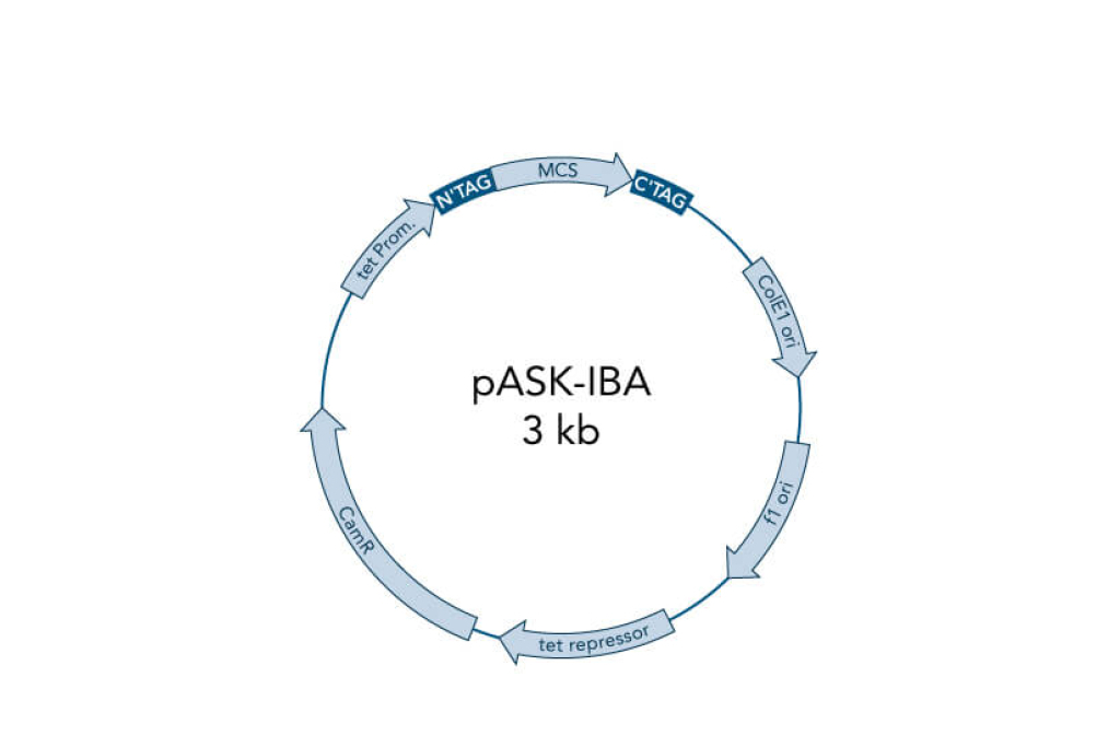 imported-Vector_pASK (3)