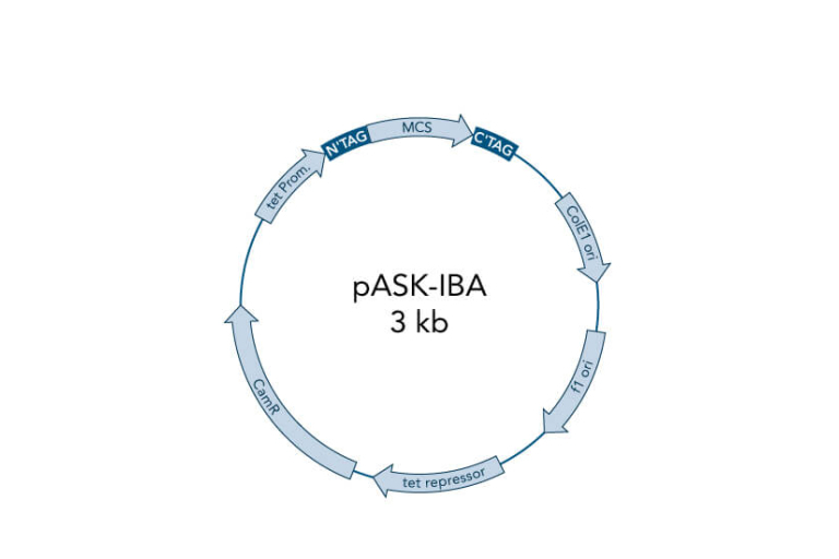 Plasmids