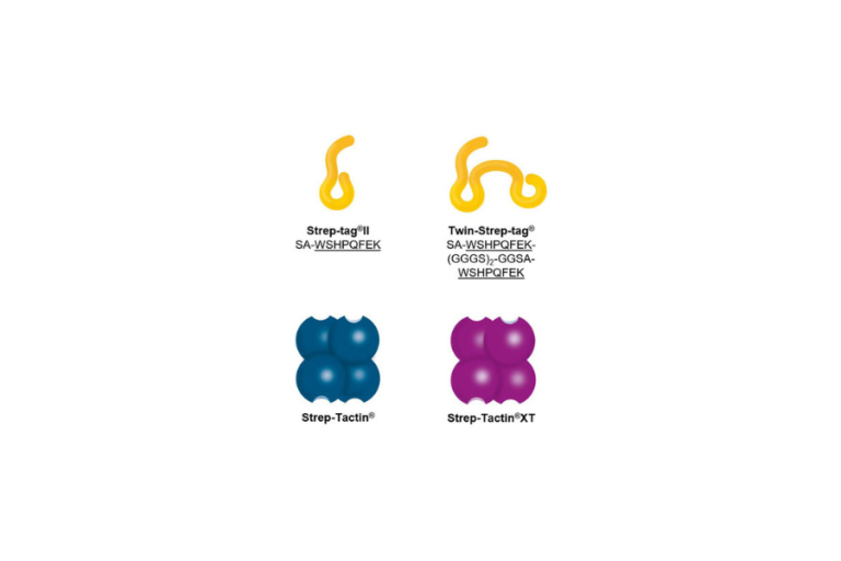 Which Affinity Tag to Choose For Reliable SPR Measurements?