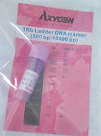 Axygen 1kb DNA ladder May18