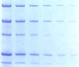 Biotium OneStep Blue gel Aug18