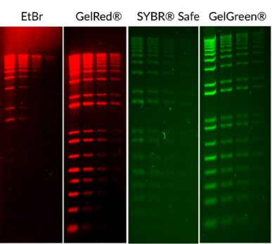 Biotium Stains red and green Jun19