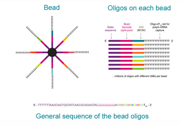 Biosearch NxSeq Beads 18Feb21