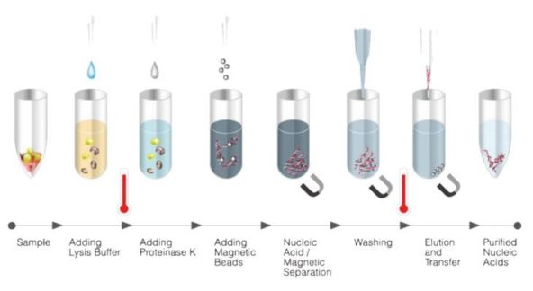 Biosan BioMagPure 12 process2 14Jun21