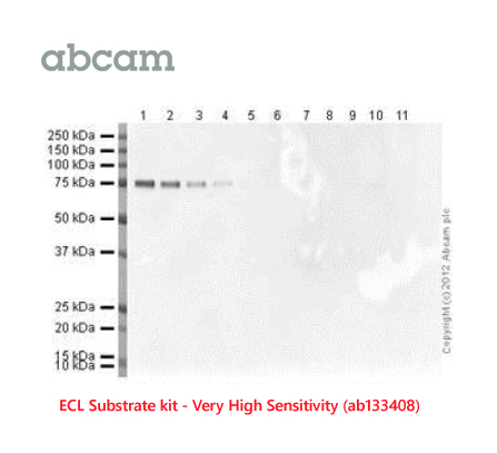 Abcam ECL Substrate kit VHS 27Oct21