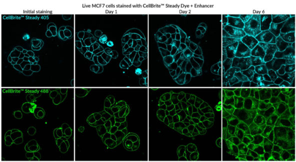 Biotium CellBrite Steady Membrane Stain comparison 23Nov21