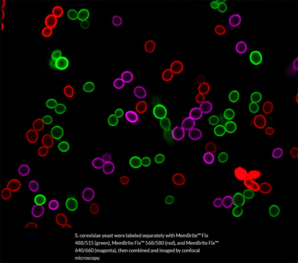 Biotium MemBrite Fix Cell Surface Stains 23Nov21